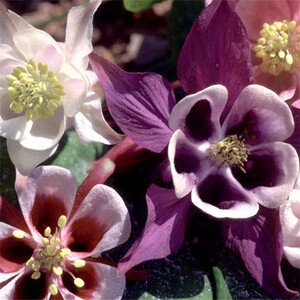AQUILEGIA MIXED SPECIES, CULTIVARS AND FORMS seed image