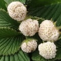 STRAWBERRY CHINESE WHITE seed image