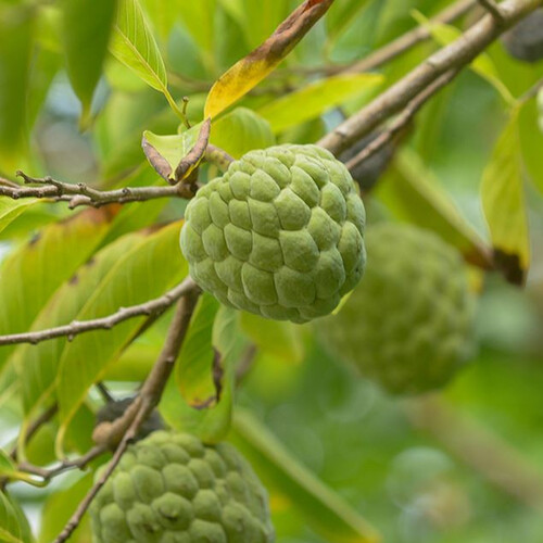 CUSTARD APPLE seed image