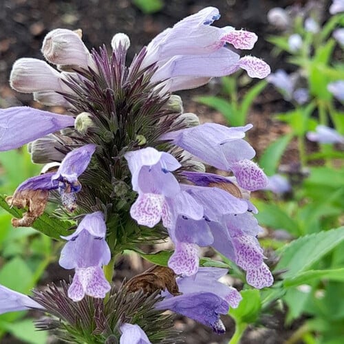 NEPETA SUBSESSILIS 'BLUE DREAMS' seed image