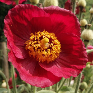 MECONOPSIS NAPAULENSIS seed image