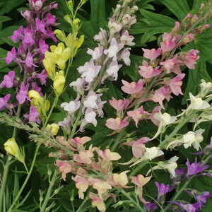 LINARIA PASTEL RAINBOWS seed image