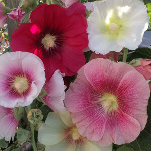 HOLLYHOCK SUNNYSIDE BLEND seed image
