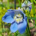 DELPHINIUM BELLADONNA CLIVEDEN BEAUTY seed image