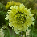 CEPHALARIA GIGANTEA seed image