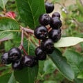 CHOKEBERRY BLACK (ARONIA MELANOCARPA) seed image