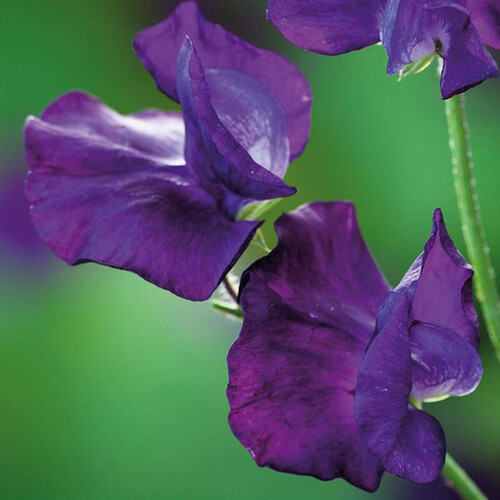 SWEET PEA 'ECLIPSE' seed image