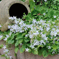 CAMPANULA POSCHARSKYANA VAR. LANATA seed image