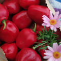 PEPPER RED RICOTTA seed image