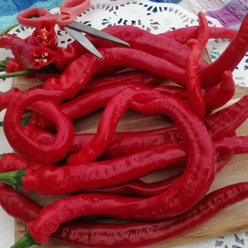 PEPPER SLIM JIM seed image