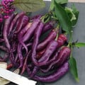 PEPPER BUENA MULATA seed image