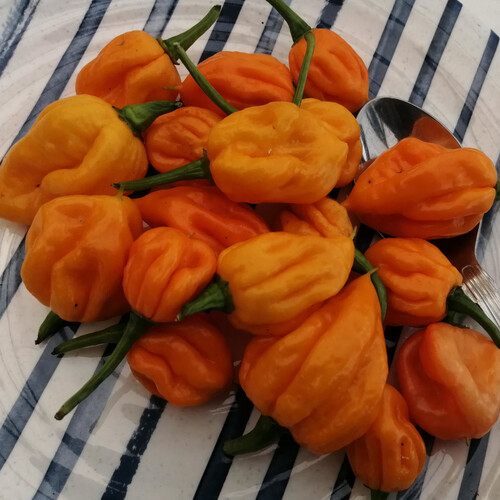 PEPPER CAROLINA REAPER ORANGE seed image