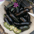 PEPPER COUNT DRACULA seed image