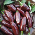 PEPPER JALAPENO BROWN seed image