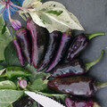 PEPPER JALAPENO PURPLE TIGER seed image