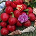 PEPPER PEPERONCINO TONDO CALABRESE seed image