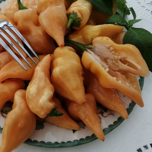 PEPPER SUGAR RUSH PEACH seed image