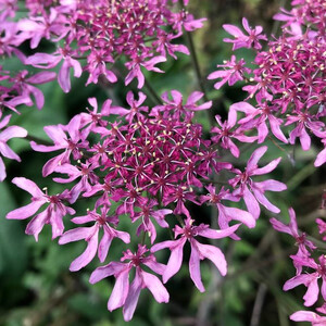 HERACLEUM SPHONDYLIUM 'PINK CLOUD' seed image