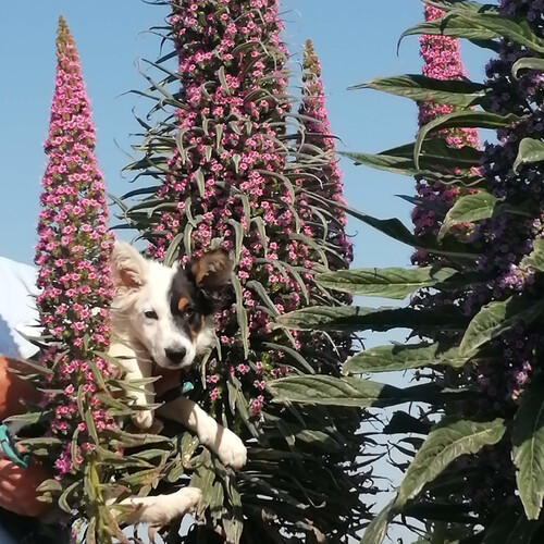 ECHIUM PINK POKER seed image