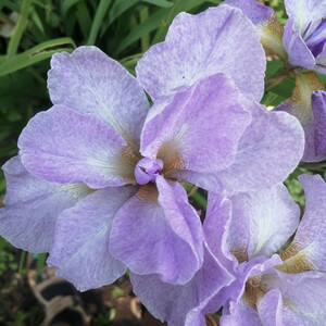 IRIS BLUE SILK seed image