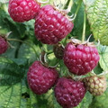 RASPBERRY AUTUMN FIRE seed image