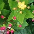 HYPERICUM PARTY PINK seed image