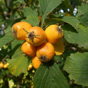 CRATAEGUS PUNCTATA AUREA seed image