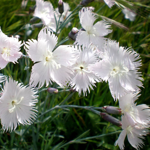 DIANTHUS ANATOLICUS seed image