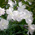 DIANTHUS ANATOLICUS seed image