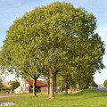 FRAXINUS EXCELSIOR seed image
