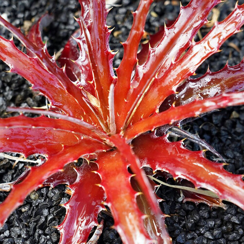 HECHTIA STENOPETALA seed image