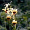 LILIUM CILIATUM seed image