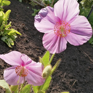 MECONOPSIS BAILEYI PINK ICING seed image