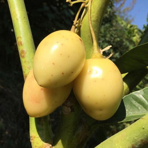 TAMARILLO WHITE EGG seed image