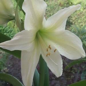 AMARYLLIS LEMON STAR seed image