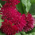 SCABIOSA RUMELICA seed image