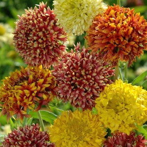 GAILLARDIA PULCHELLA MIX seed image