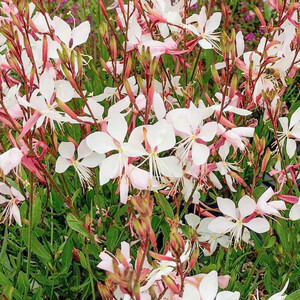 GAURA LINDHEIMERI MIX seed image