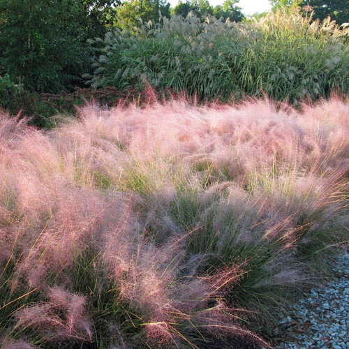 MUHLENBERGIA CAPILLARIS seed image