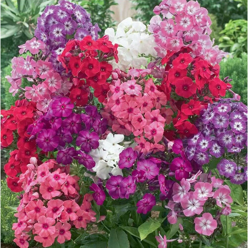 PHLOX DRUMMONDII MIX seed image