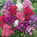 PHLOX DRUMMONDII MIX seed image