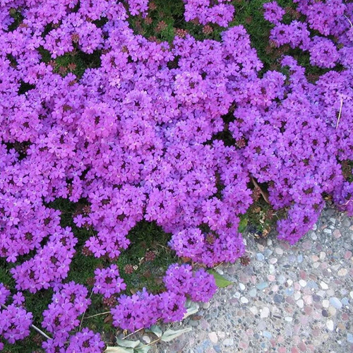 VERBENA TENUISECTA seed image
