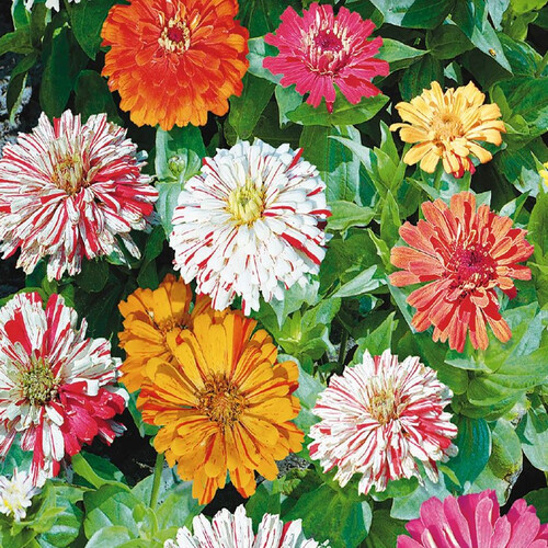 ZINNIA CANDYSTRIPE MIX seed image