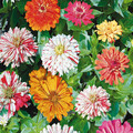 ZINNIA CANDYSTRIPE MIX seed image