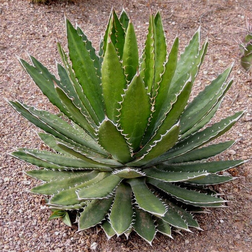 AGAVE UNIVITTATA seed image