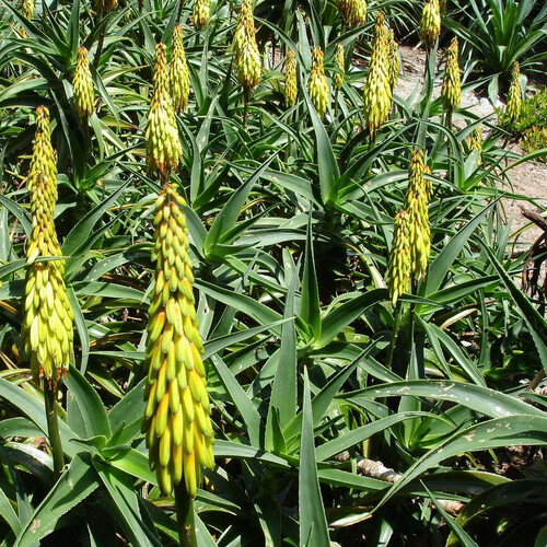 ALOE STRIATULA seed image