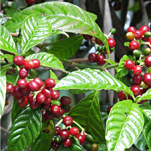 COFFEA ARABICA (COFFEE) seed image