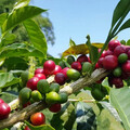 COFFEA ARABICA 'OBATA' (COFFEE) seed image