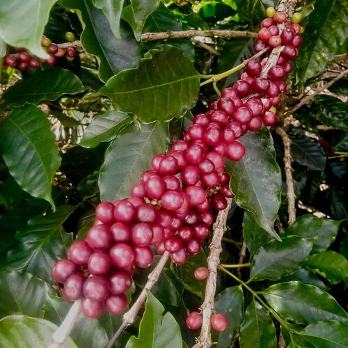 COFFEA ARABICA 'VILLA SARCHI' (COFFEE) seed image