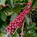 COFFEA ARABICA 'VILLA SARCHI' (COFFEE) seed image